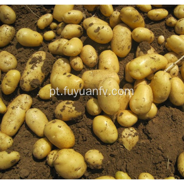 exportação de batata fresca da Holanda para o Srilanka